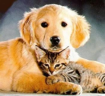 cat-and-dog1cimlap-b.jpg